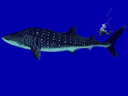 Image result for Rhincodon typus