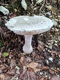 Attēlu rezultāti vaicājumam “Amanita strobiliformis”