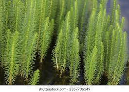 Attēlu rezultāti vaicājumam “Hippuris vulgaris”