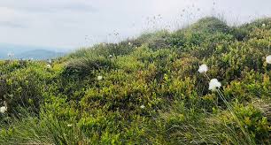 Image result for Swaledale Outdoor Club