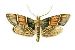 Attēlu rezultāti vaicājumam “Pyralididae”