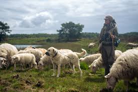 Afbeeldingsresultaat voor honden