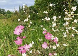 Image result for Mid Surrey Bowls Club