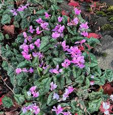 Attēlu rezultāti vaicājumam “Cyclamen hederifolium”
