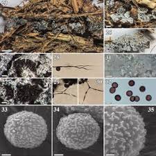 Attēlu rezultāti vaicājumam “Didymium serpula”