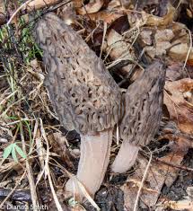 Attēlu rezultāti vaicājumam “Ceratiomyxa morchella stalked”