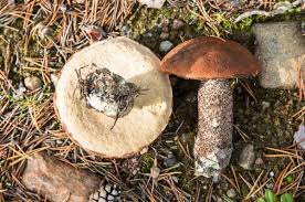 Attēlu rezultāti vaicājumam “Leccinum vulpinum”