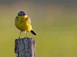 Attēlu rezultāti vaicājumam “Motacilla flava flava”