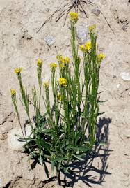 Attēlu rezultāti vaicājumam “Erysimum hieracifolium”