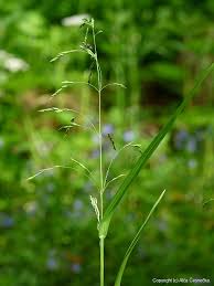 Attēlu rezultāti vaicājumam “Poa remota bud”