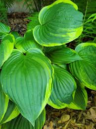 Image result for Hosta fortunei albomarginata