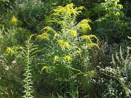 Attēlu rezultāti vaicājumam “Solidago canadensis fruit”