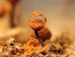 Attēlu rezultāti vaicājumam “Cribrariaceae”