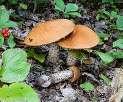 Attēlu rezultāti vaicājumam “Leccinum versipelle”