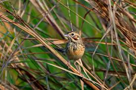 Image result for Emberiza fucata