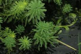 「粉綠狐尾藻」的圖片搜尋結果