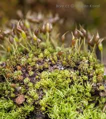 Attēlu rezultāti vaicājumam “Weissia brachycarpa”