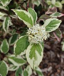 Attēlu rezultāti vaicājumam “Cornus alba”