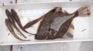 Image result for Parophrys vetulus