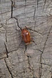 Attēlu rezultāti vaicājumam “Melolontha hippocastani imago”