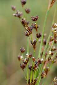 Attēlu rezultāti vaicājumam “Juncus alpinoarticulatus”