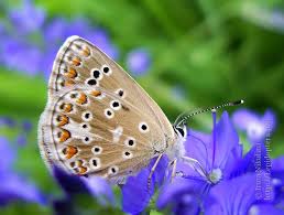 Attēlu rezultāti vaicājumam “Aricia artaxerxes”