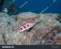 Image result for Serranus atricauda