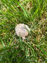 Attēlu rezultāti vaicājumam “Brefeldia maxima”