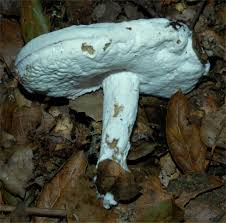 Attēlu rezultāti vaicājumam “Hypomyces chrysospermus”