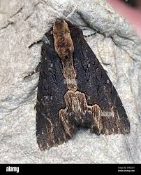 Attēlu rezultāti vaicājumam “Dypterygia scabriuscula”