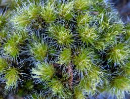 Attēlu rezultāti vaicājumam “Campylopus introflexus”