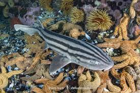 Image result for Poroderma africanum