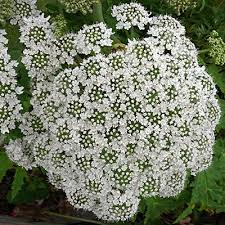 Attēlu rezultāti vaicājumam “Heracleum sosnowskyi flower”
