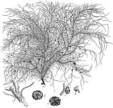 Attēlu rezultāti vaicājumam “Vouauxiomyces santessonii”