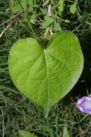 Image result for Ipomoea purpurea