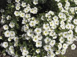 Attēlu rezultāti vaicājumam “Arenaria procera leaf”