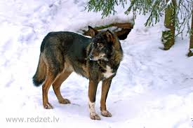 Attēlu rezultāti vaicājumam “Canis lupus familiaris”