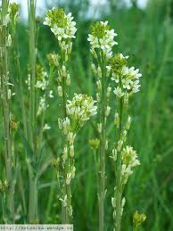 Attēlu rezultāti vaicājumam “Arabis glabra leaf”