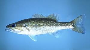 Image result for Micropterus