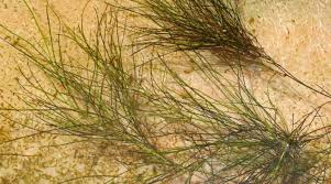 Attēlu rezultāti vaicājumam “Stuckenia pectinata”