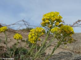 Attēlu rezultāti vaicājumam “Alyssum gmelinii”
