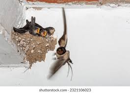Attēlu rezultāti vaicājumam “Hirundo rustica adult”