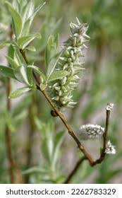 Attēlu rezultāti vaicājumam “Salix lapponum”