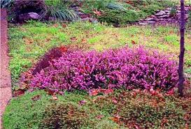 Attēlu rezultāti vaicājumam “Erica x darleyensis”