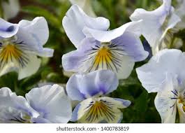 Attēlu rezultāti vaicājumam “Viola tricolor subsp. curtisii flower”