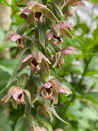 Attēlu rezultāti vaicājumam “Epipactis helleborine fruit”