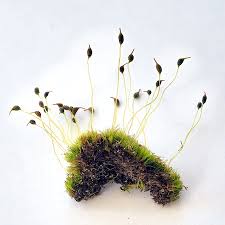 Attēlu rezultāti vaicājumam “Dicranella cerviculata”