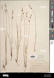 Attēlu rezultāti vaicājumam “Carex globularis flower”