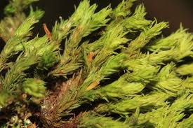 Attēlu rezultāti vaicājumam “Orthotrichum affine var. affine sporophyte”