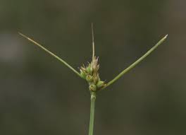 Attēlu rezultāti vaicājumam “Carex pilulifera”